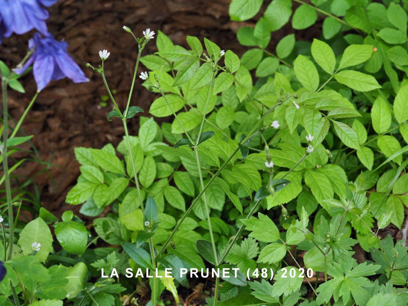 Mouse-ear, Common plant